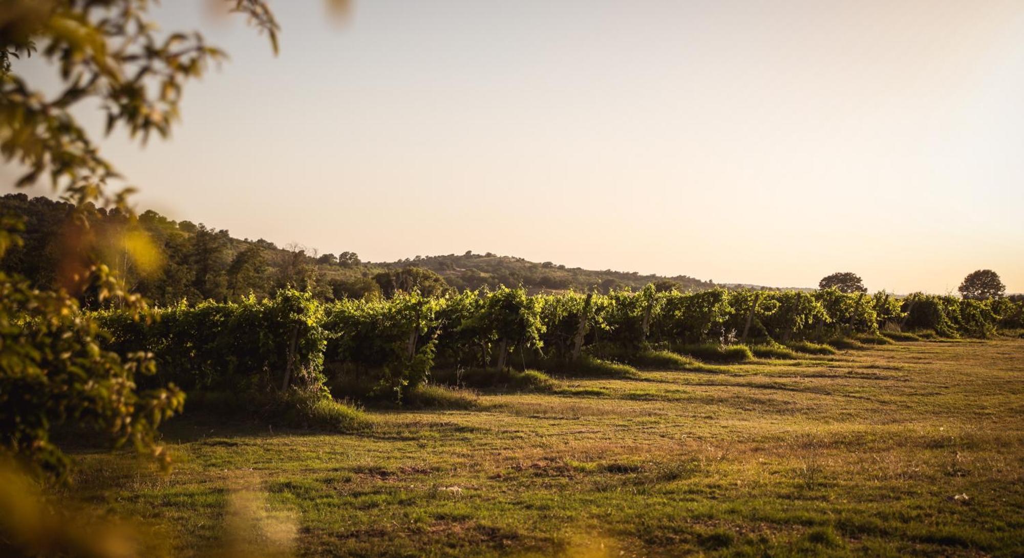 Agriturismo La Vecchia Quercia モンテメラノ エクステリア 写真
