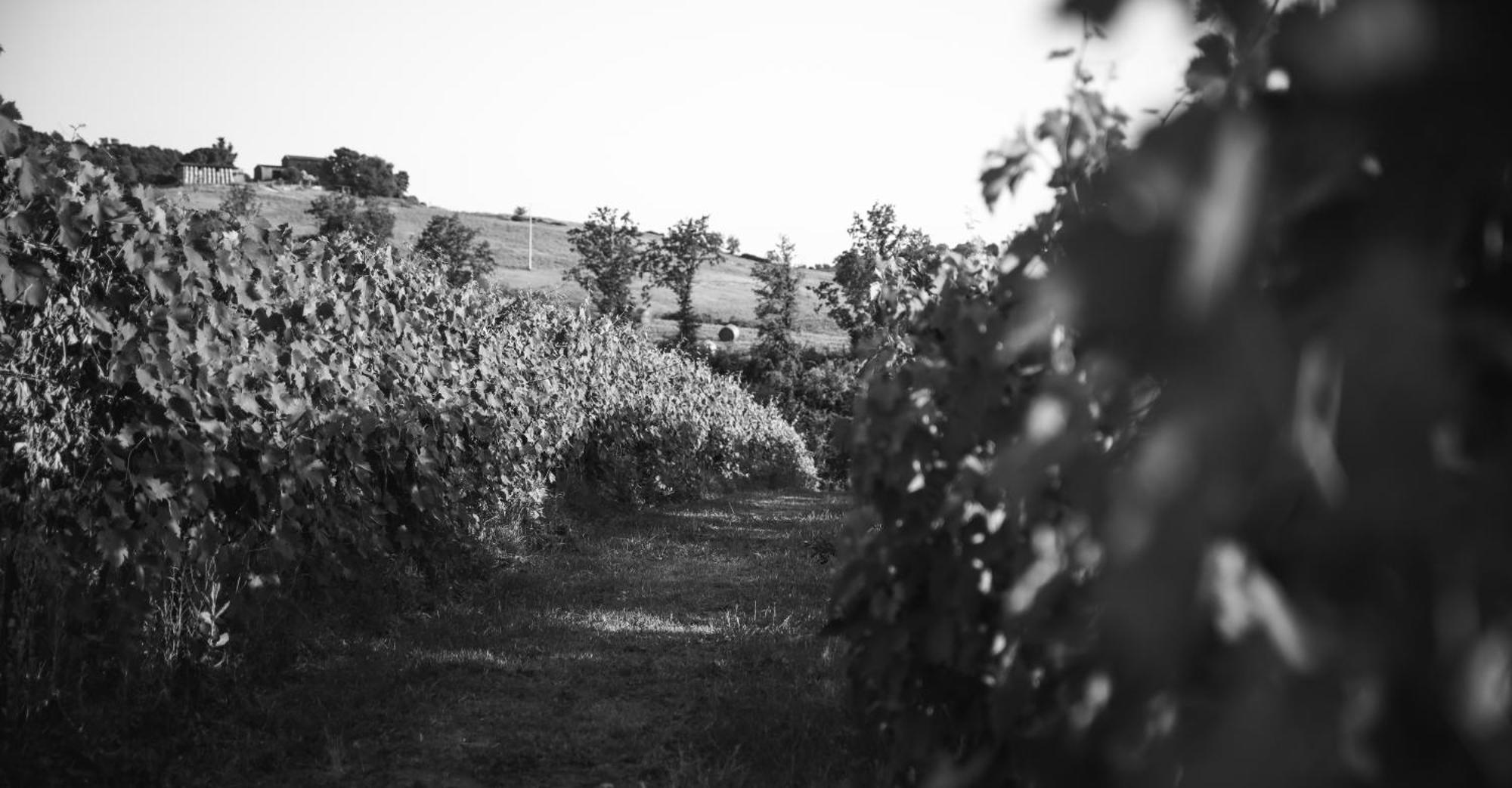 Agriturismo La Vecchia Quercia モンテメラノ エクステリア 写真