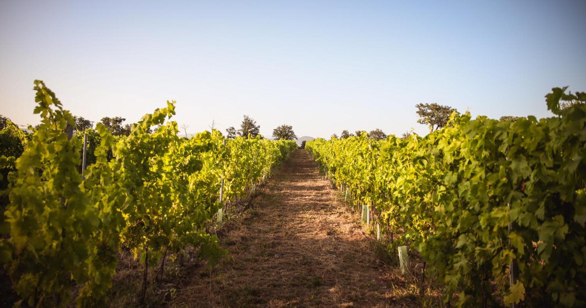 Agriturismo La Vecchia Quercia モンテメラノ エクステリア 写真