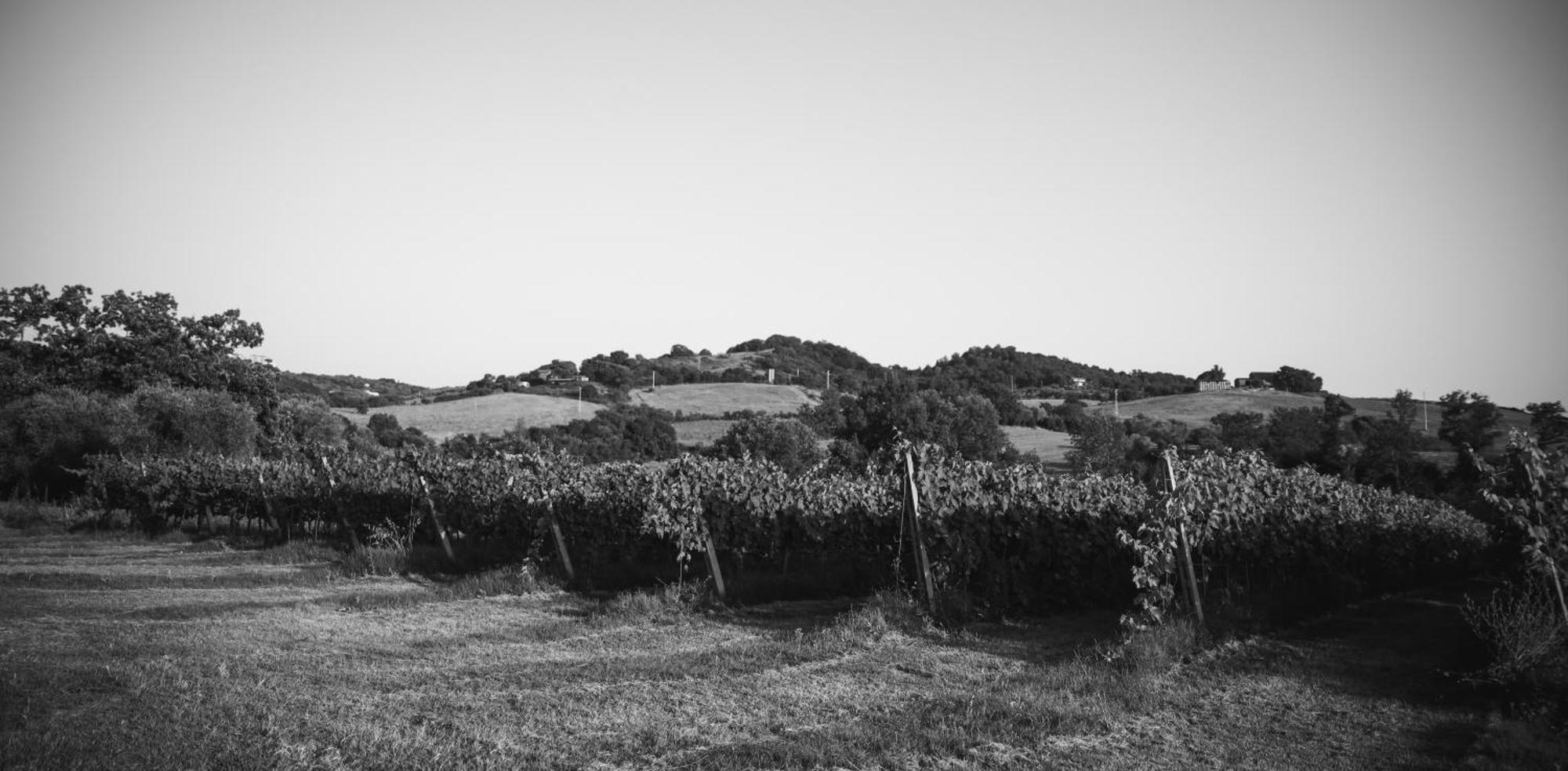 Agriturismo La Vecchia Quercia モンテメラノ エクステリア 写真