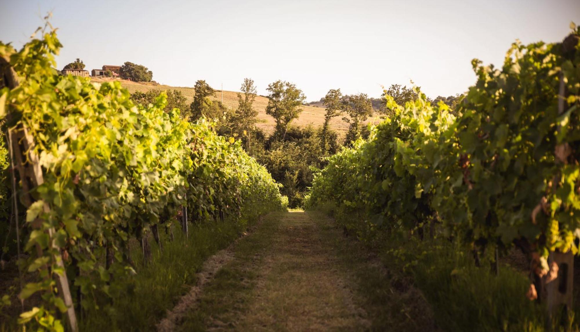 Agriturismo La Vecchia Quercia モンテメラノ エクステリア 写真